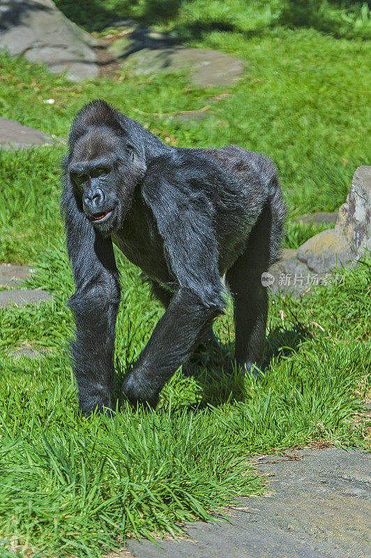 西部低地大猩猩(gorilla gorilla)是西部大猩猩(gorilla gorilla)的两个亚种之一，生活在安哥拉、喀麦隆、中非共和国等非洲中部的山地、原生林和次生林以及低地沼泽中